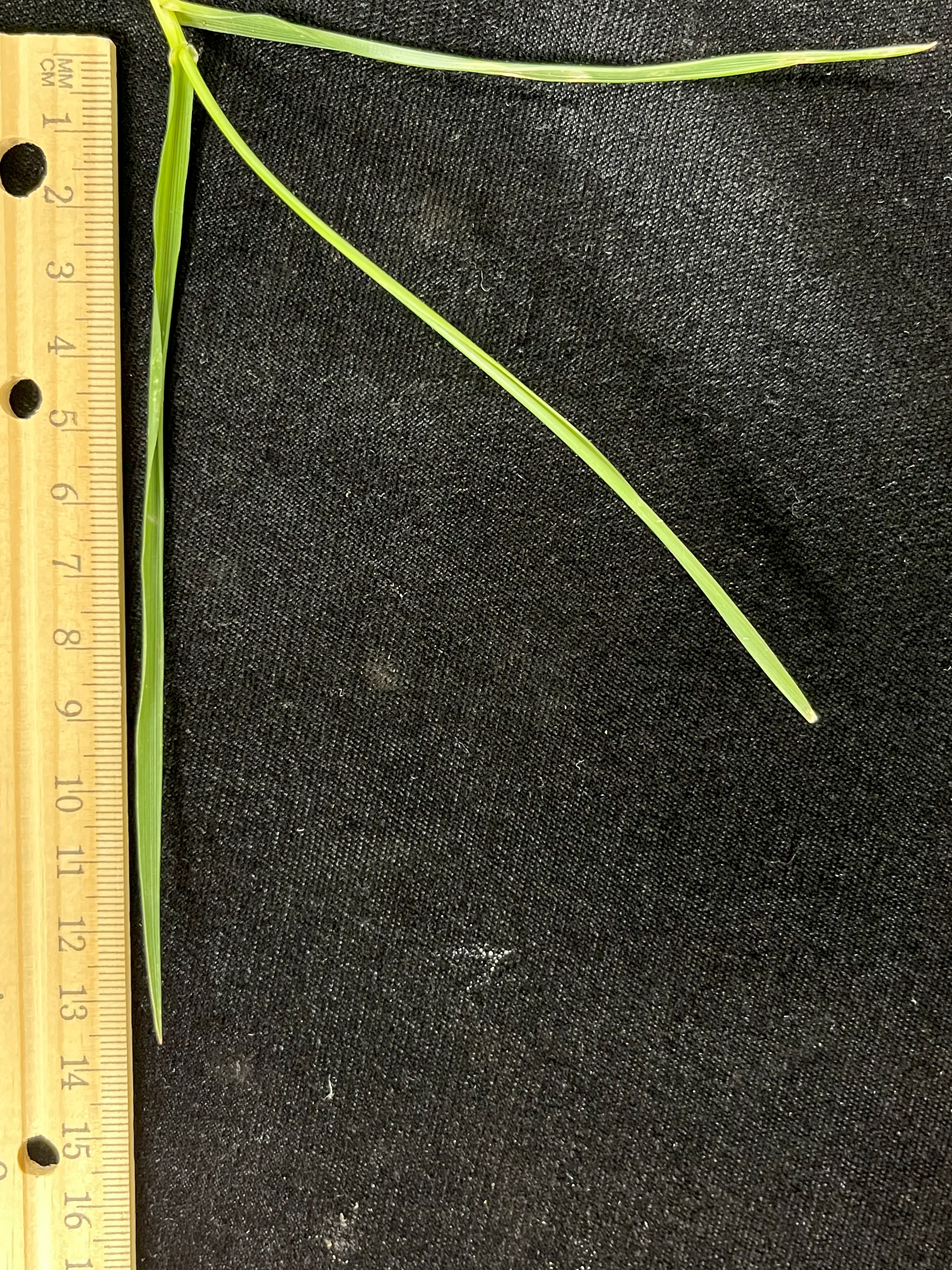 Blade of grass next to a ruler.